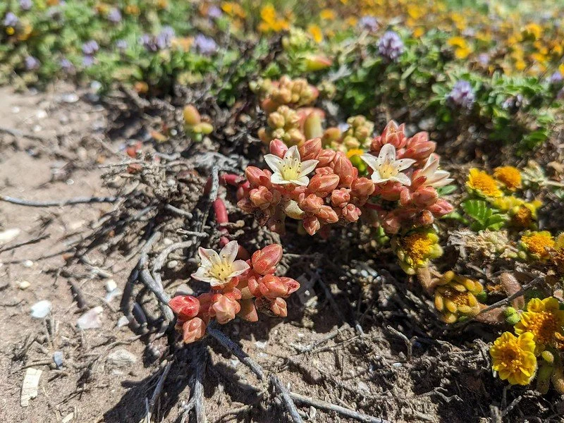 In Defense of Plants Podcast
