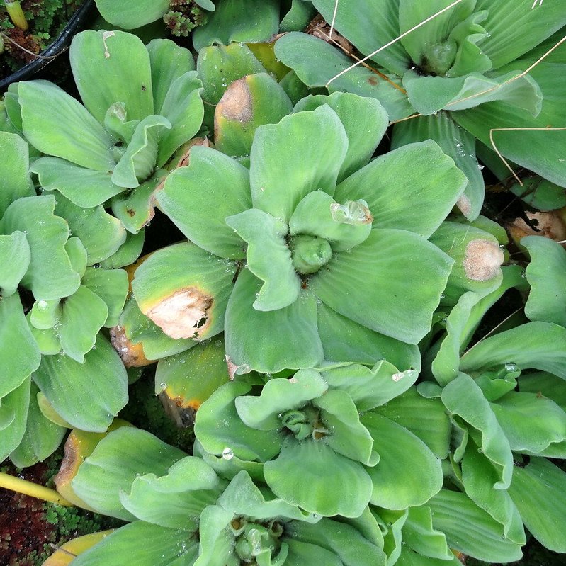 Ep. 470 - Rethinking Water Lettuce