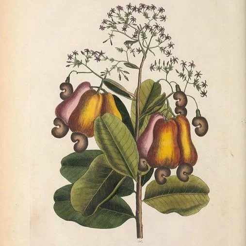 In Defense of Plants Podcast