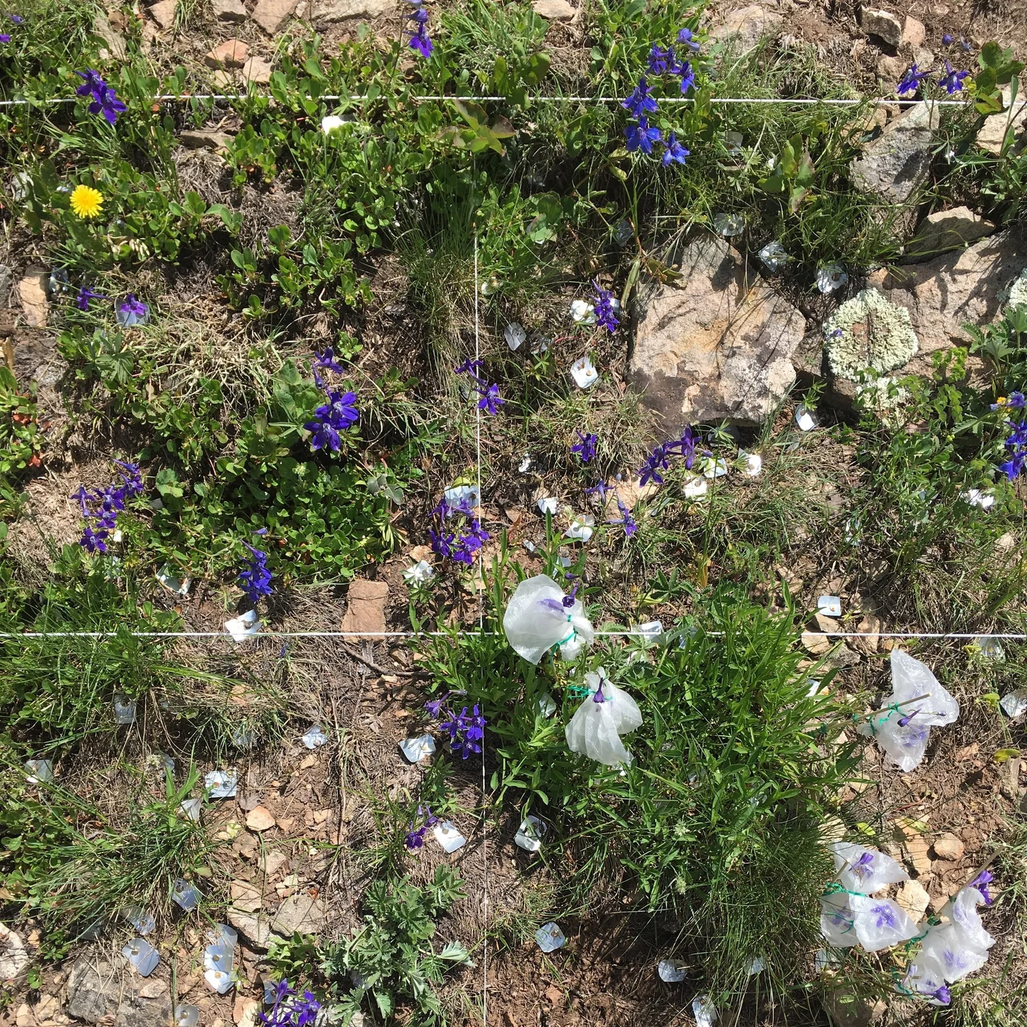 In Defense of Plants Podcast
