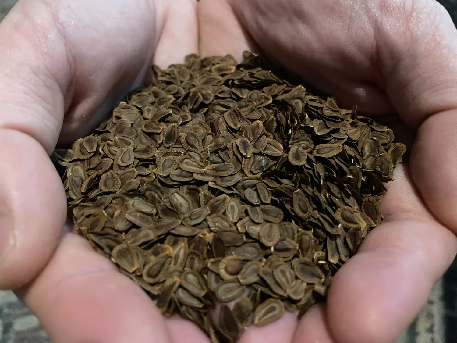 Ep. 552 - Native Plant Seed Supply Chain