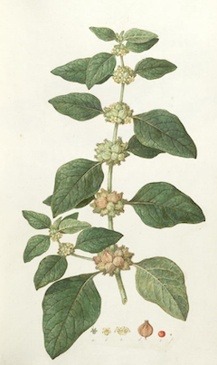 Ashwaganda: also known as Indian ginseng, ashwagandha is a powerful adaptogen and has been used for thousands of years by Ayurvedic healers. Known for its anti-inflammatory and antibacterial properties, it has also been shown to relieve stress and anxiety, aid in fertility, lower blood sugar, and heighten immunity. (Pregnant women should consult their doctors before ingesting ashwagandha.) ewg = 1