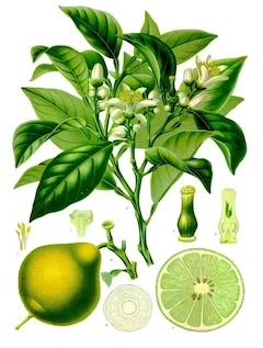 ( Picture by Wibowo Djatmiko (Wie146) - Own work, CC BY-SA 3.0 ) Bergamot: Not just for your Earl Grey (hot, of course), bergamot has antibacterial and anti-inflammatory properties, making it excellent for sensitive or acne-prone skin. ewg = 1