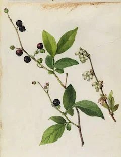 Blueberry extract: nutrient dense, blueberry extract is high in vitmanins A, C, and E, promoting cell turnover, which aids the body’s natural production of collagen. We use food grade blueberry extract in our famous Blueberry Lavender soap, making your favorite way to wake up a beneficial one as well! ewg = 1