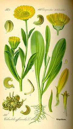 Calendula petals: anti-inflammatory, anti-fungal, antibacterial, and very, very pretty. ewg = 1