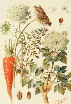 Carrot powder: contains the benefits of carrot seed oil, rich in vtiamin A ewg = 1