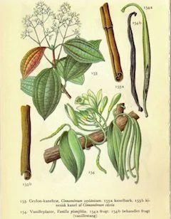 Cinnamon bark: antiseptic and antifungal ewg = 1