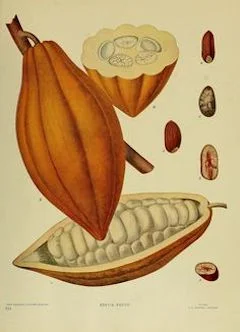 Cocoa butter: hydrating, moisturizing, and soothing, cocoa butter aids in fading stretch marks and is used as a base for skin care products. ewg = 1