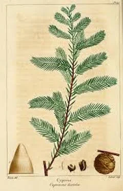 Cypress: strengthening, healing, anti-inflammatory, detoxing, and calming ewg = 1