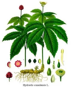 Goldenseal: a well-known antidote to many skin issues, goldenseal is healing, antifungal, and antibiotic. ewg = 1