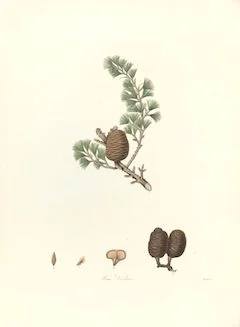 Himalayan cedar: strengthening, healing, anti-inflammatory, and calming ewg = 1