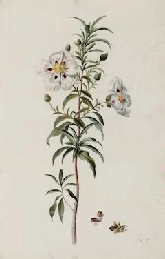 Labdanum: healing, toning, and anti-inflammatory. ewg = 1