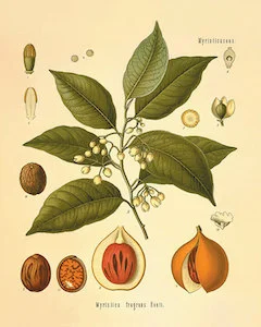 Nutmeg: astringent and antibacterial ewg = 1