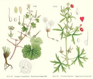 Geranium: anti-inflammatory, antibacterial, and antiseptic, as well as uplifting to the senses and overall imparting joy. ewg = 1