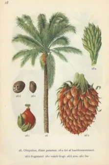 Palm oil, RSPO compliant: used as a secondary lathering agent ewg = 1