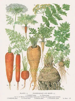 Carrot seed: contains anti-cancerous and antibacterial properties, carrot seed oil is also a natural sunscreen. It is also a powerful antioxidant, fighting free radicals. Carrot seed oil and powder are great for mature or ageing skin. ewg = 1