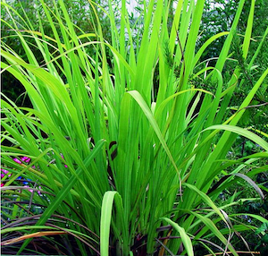 ( Public Domain ) Palmarosa: antibacterial, antiviral, and promotes cell regrowth ewg = 1