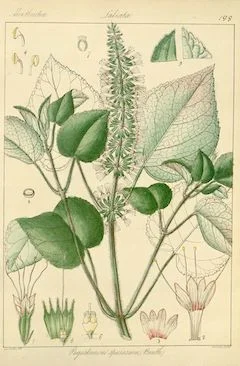 Patchouli : a natural antidepressant, patchouli has many other benefits. Among them are its antibacterial, astringent, and anti-inflammatory properties, its uses as an aphrodisiac, and its ability to stimulate circulation. It is also an effective alternative to citronella as an insect repellent. Patchouli is toning and calming. ewg = 1