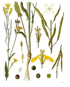 Rapeseed: an excellent carrier oil, rapeseed is light but leaves the skin feeling hydrated. ewg = 1