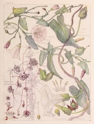 Rock rose : naturally healing, with antibiotic, antiseptic, and antifungal properties. It is also soothing and calming, as well as hydrating. ewg = 1