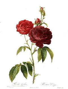 Rose : A powerful anti-ageing ingredient, rose essential oil is anti-inflammatory and deeply moisturizing. It is also an effective insect repellent, antidepressant, and aphrodisiac. ewg = 1