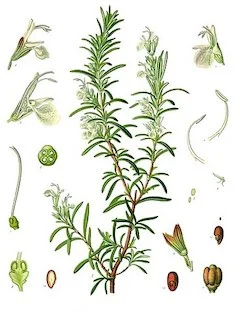 Rosemary : Uplifting rosemary imparts joy, while also fighting acne and many skin conditions. It promotes healthy circulation, and is often used in natural hair regrowth treatments. It is also excellent for depuffing and reducing edema. ewg = 1