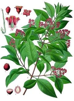 Sandalwood : Grounding and soothing, sandalwood calms anxiety and promotes calm. It is also effective at promoting restful sleep, often used to fight insomnia. ewg = 1