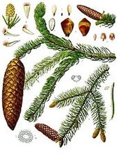 Spruce : Clearing and uplifting, spruce is used to relax the mind and muscles, while also supporting healthy endocrine function. ewg = 1