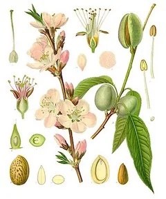 Sweet almond : An effective carrier oil and deeply moisturizing addition to lotion, creme, and soap. ewg = 1
