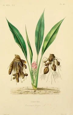 Turmeric : Turmeric is famous for its anti-inflammatory properties, as well as its very distinctive taste. It is one of the main ingredients in our Golden Milk, a mixture of spices that boosts immunity, calms gastrointestinal upset, and aids the body’s natural functions to promote health and harmony. ewg = 1