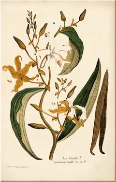 Vanilla : Not only does vanilla smell deliciously warm and sweet, it is antimutagenic, anti-inflammatory, and counteracts anxiety. We use food grade vanilla extract only in our products. ewg = 1