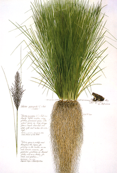Vetiver : Often used as a base note for aromatherapy blends, vetiver is deep, woodsy, and green. It is also aids cell regeneration, and is a natural deodorant. It is calming, grounding, and balancing. ewg = 2