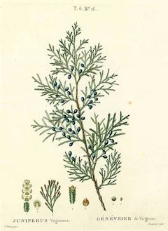 Virginian cedar : astringent, calming, and antiseptic ewg = 1