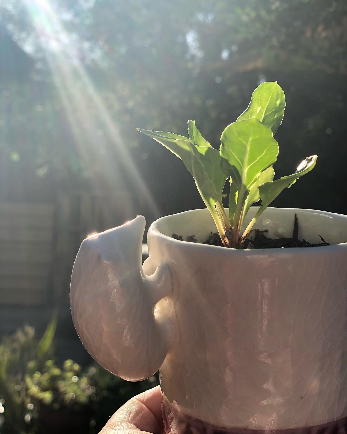 Good morning from the tiniest Swiss Chard from our friends at @tlgphx in a hedgehog mug gifted to me from the expert thrifting of @madalynnaultaccessories. 🥰 I get by with a little help from my friends. Remember to check in on the folks you love tod