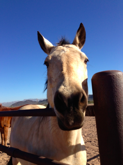 White Stallion Ranch, Arizona