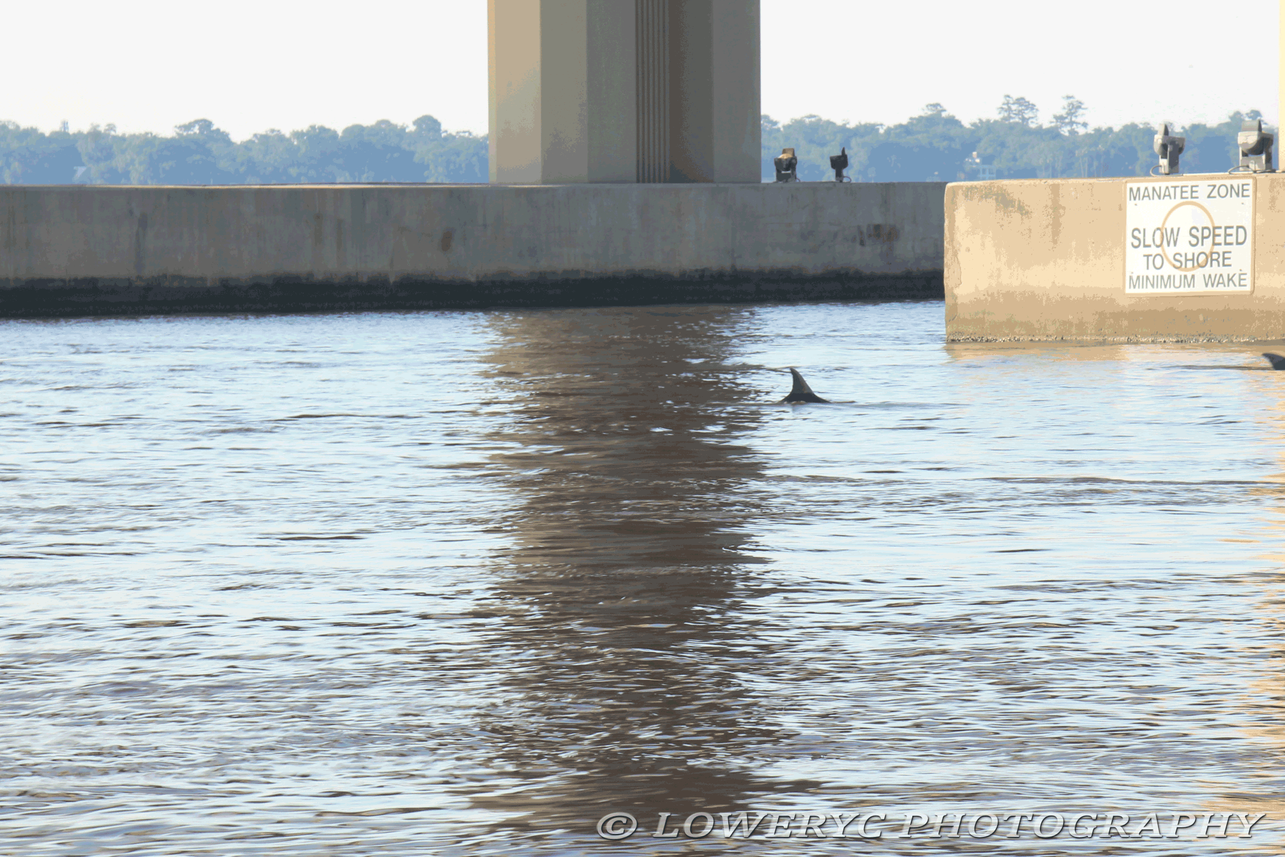Dolphins in the St. Johns River