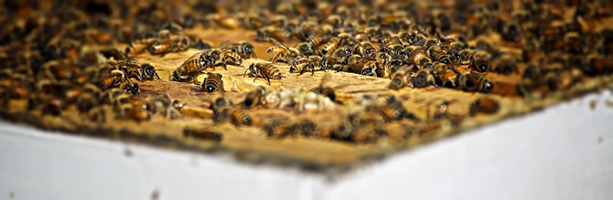 hivesmall.jpg