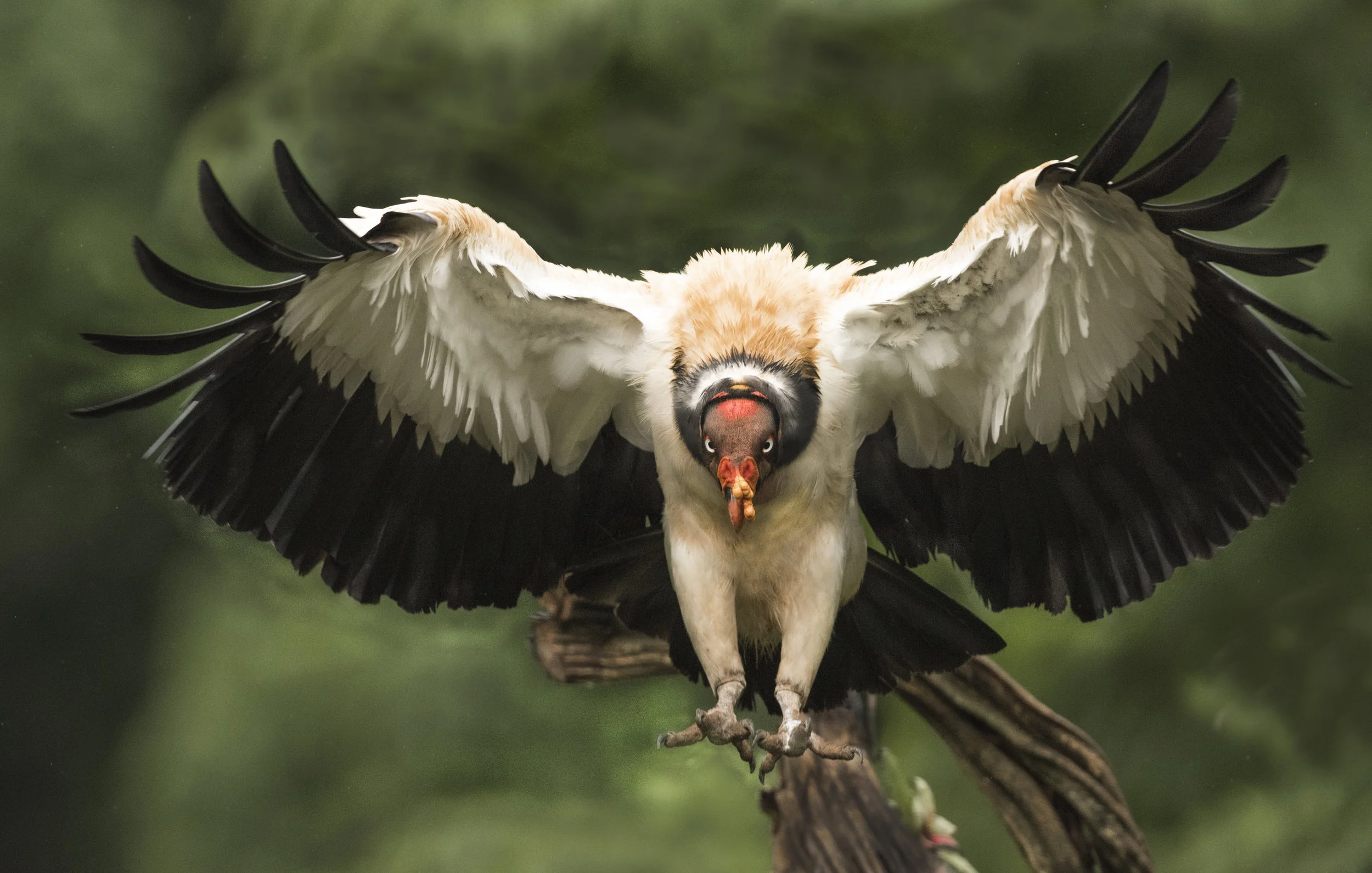 vultureflybest.jpg