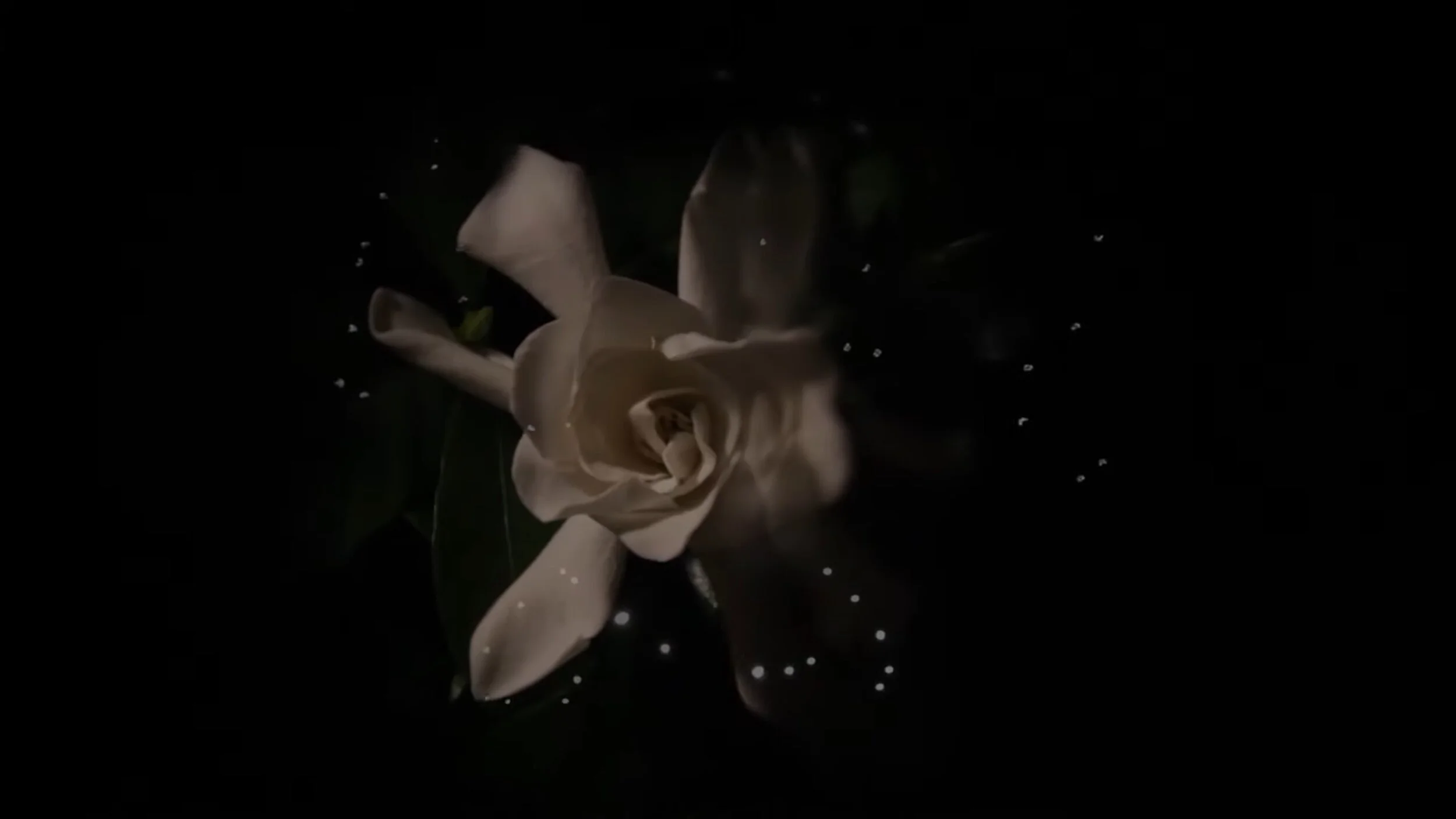 SILENCIA MUSIC VIDEO COLLECTION - The Complete Playlist