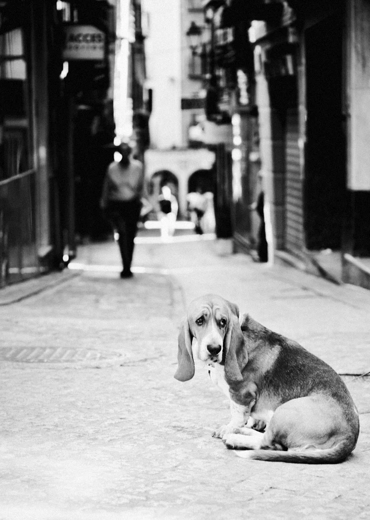 France Street Pet Photography