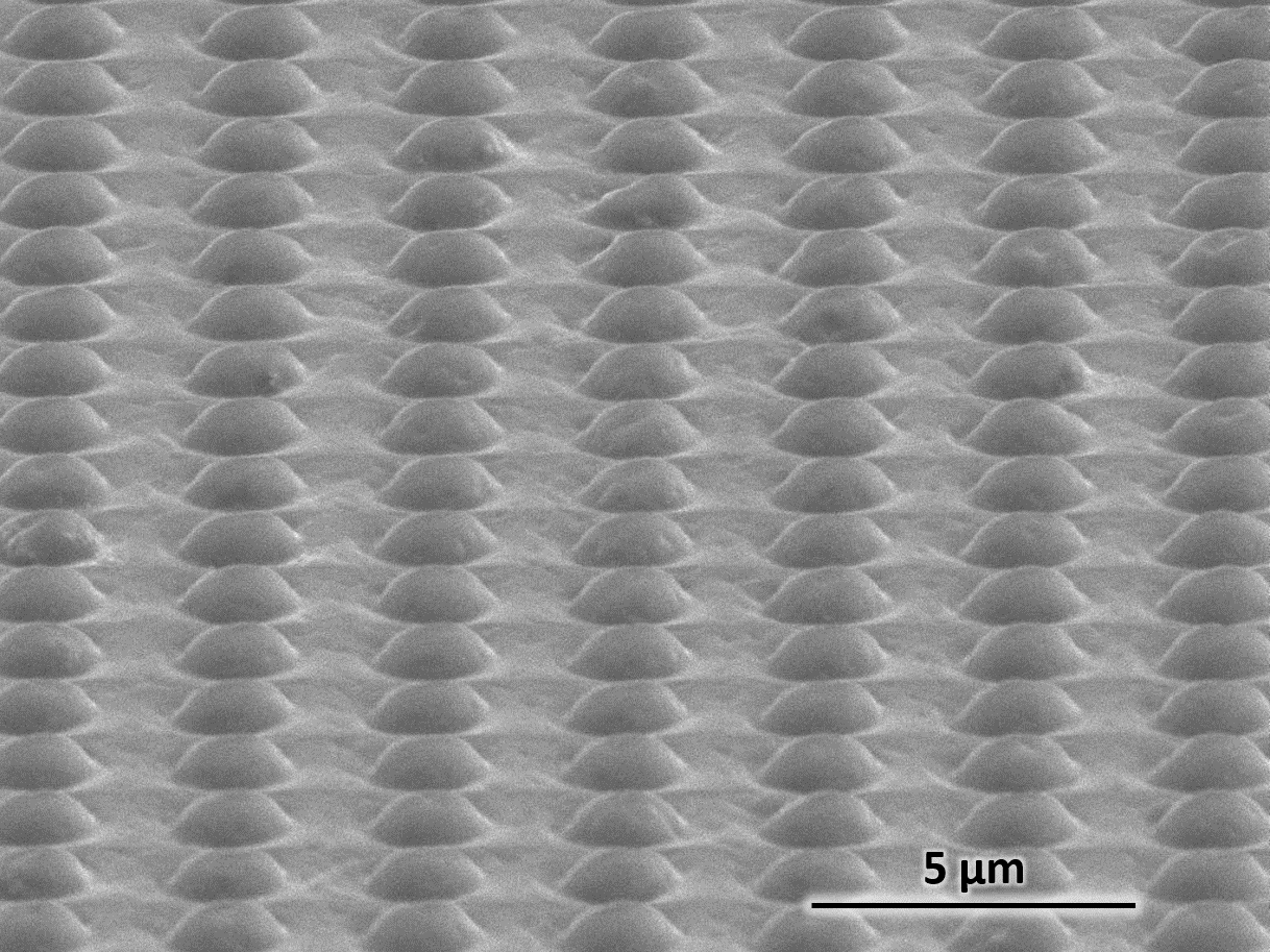 SEM of polymer film after R2R NIL with a SMS mold