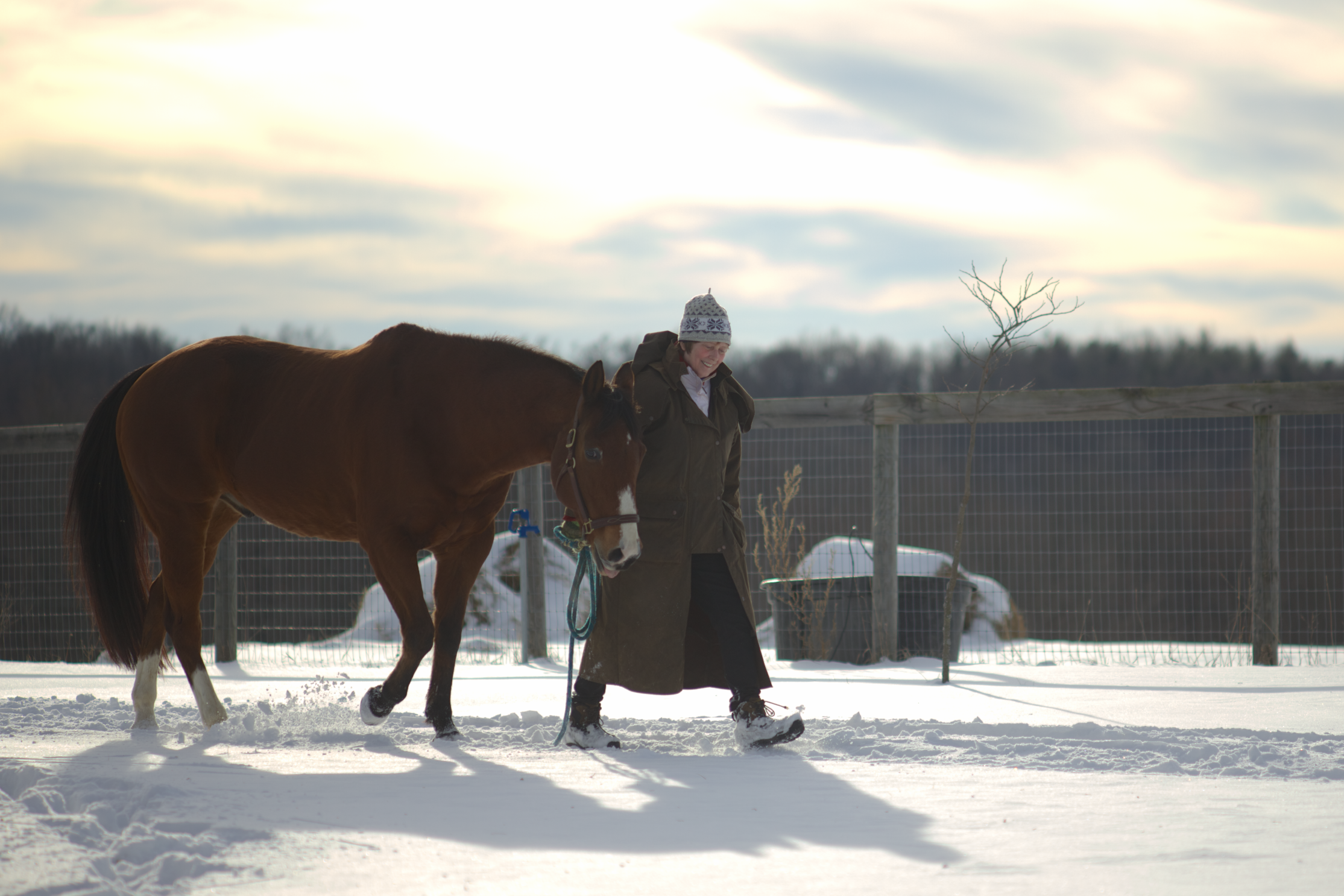 hrt-horse-scaled 2.png