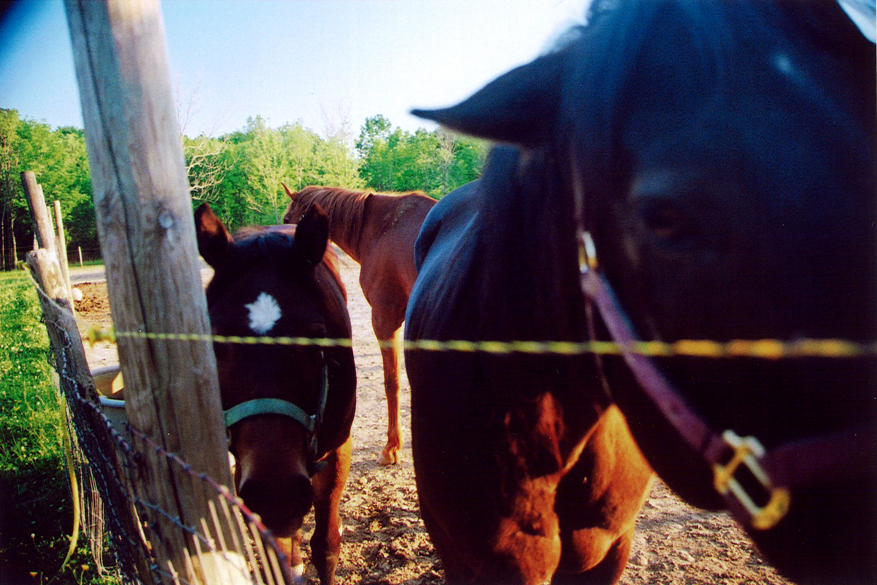 horses 2.jpg