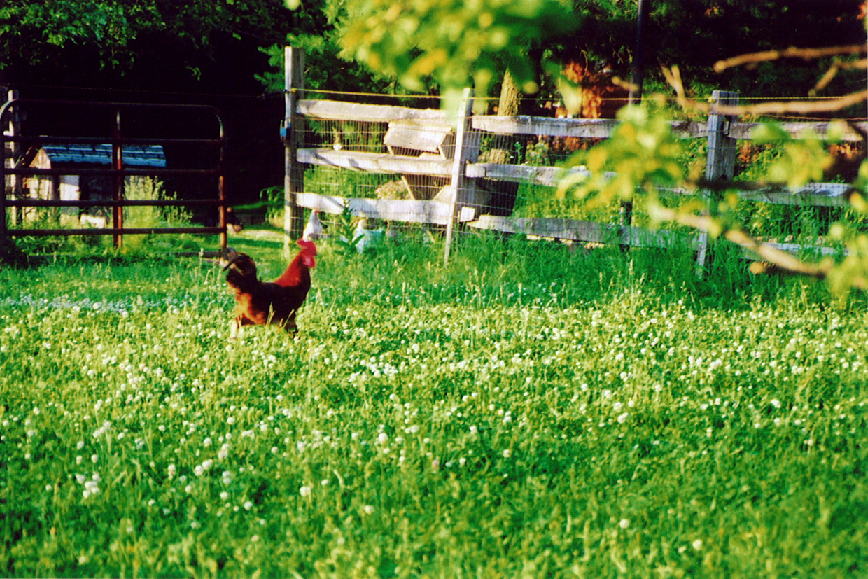 rooster 1.jpg