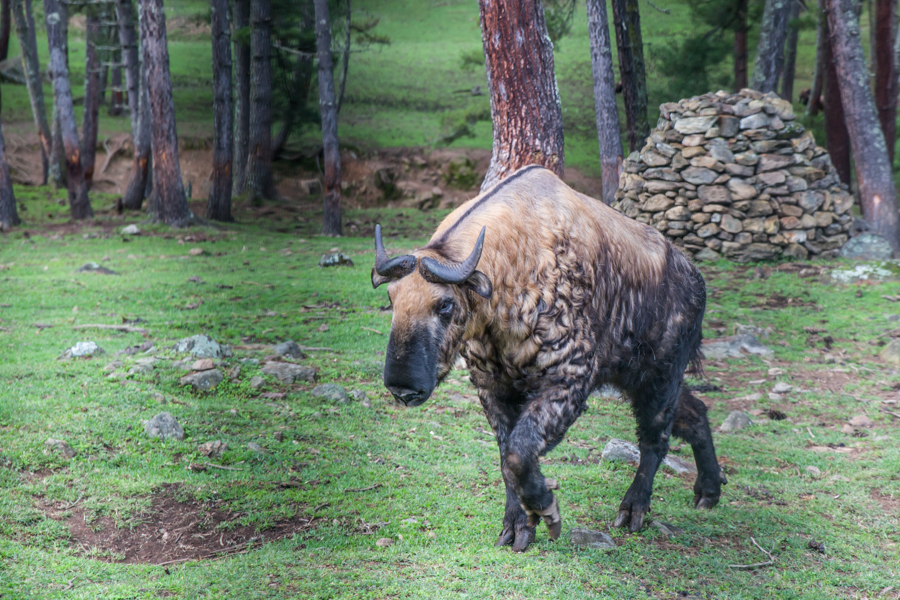 Takin - National Animal of Bhutan