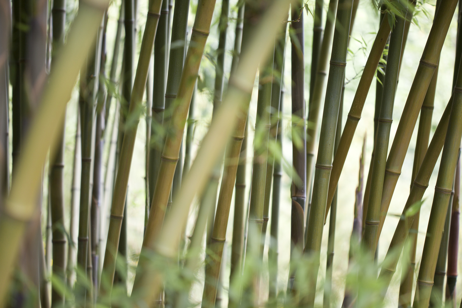 10 Habits of Ineffective Bamboo Farmers — Greg Bell
