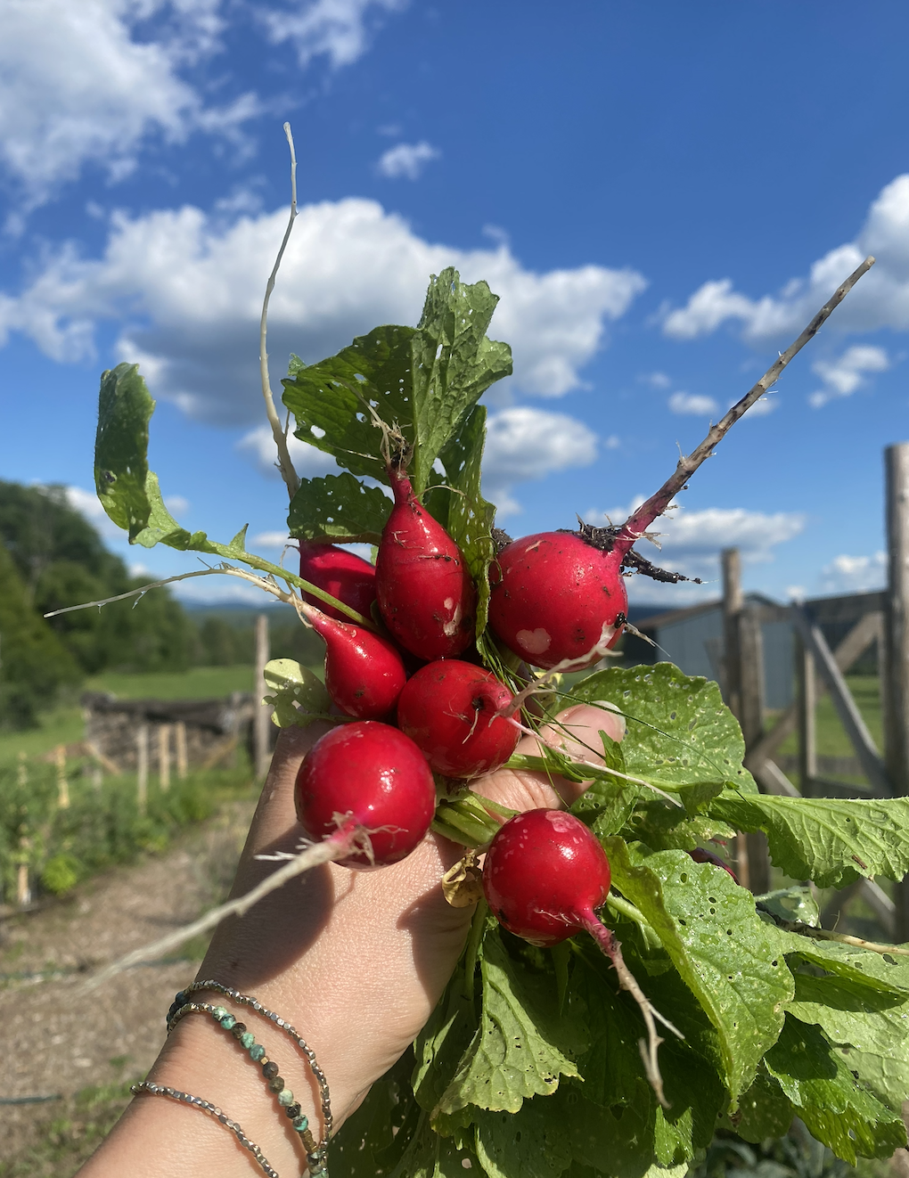 Radish delight