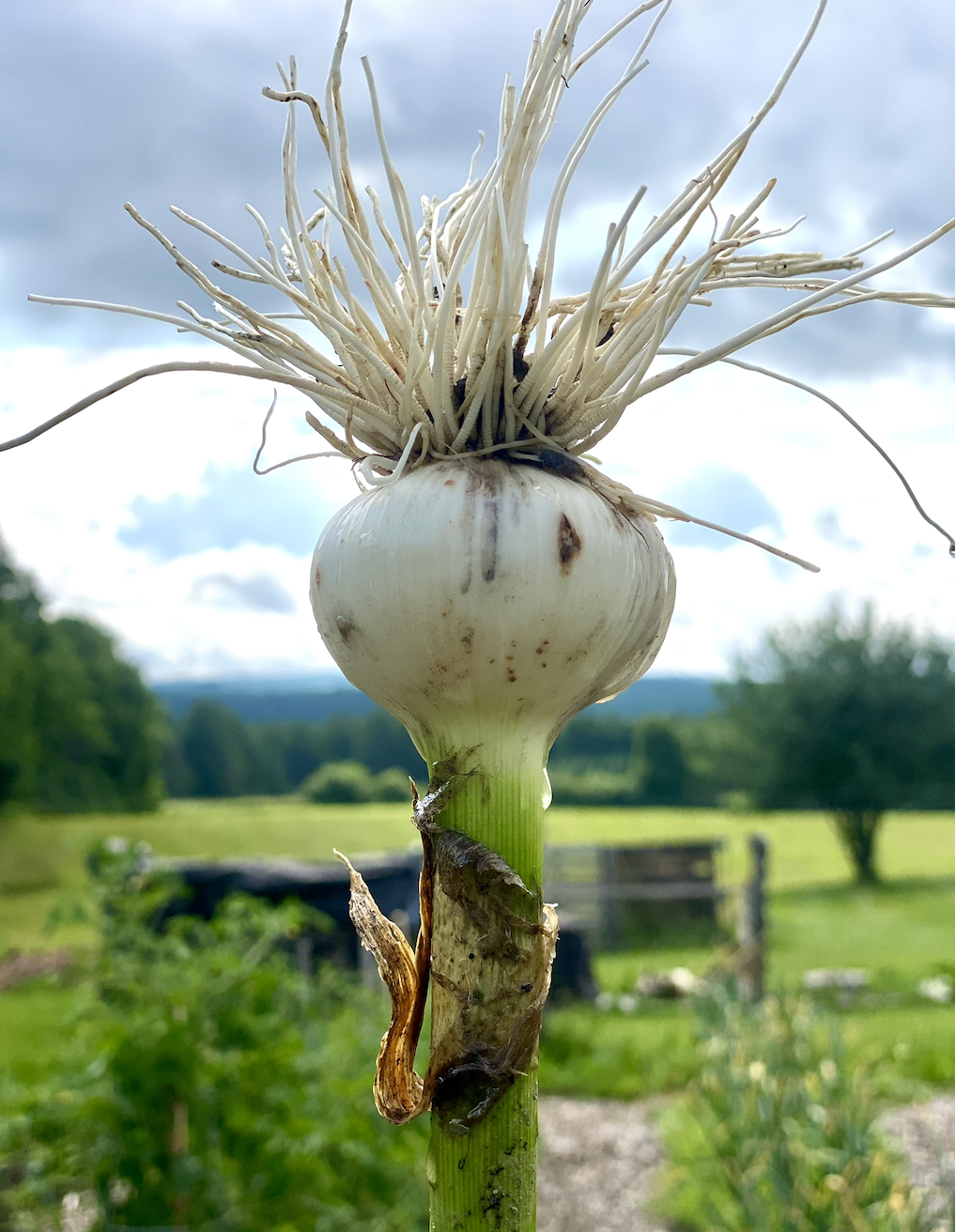 Garden Onion.png