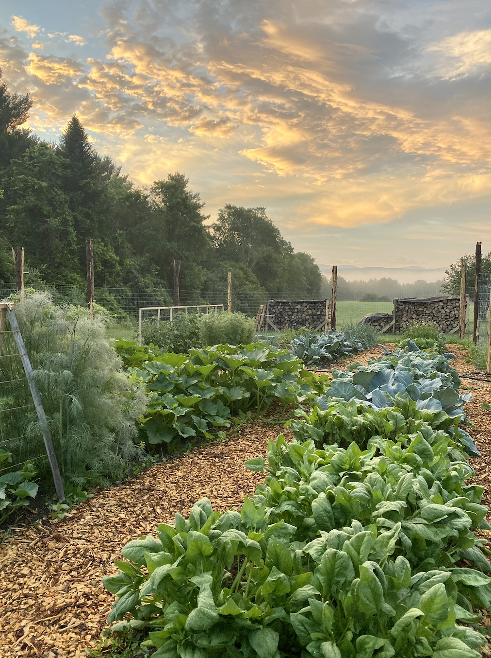Garden Sunrise.png