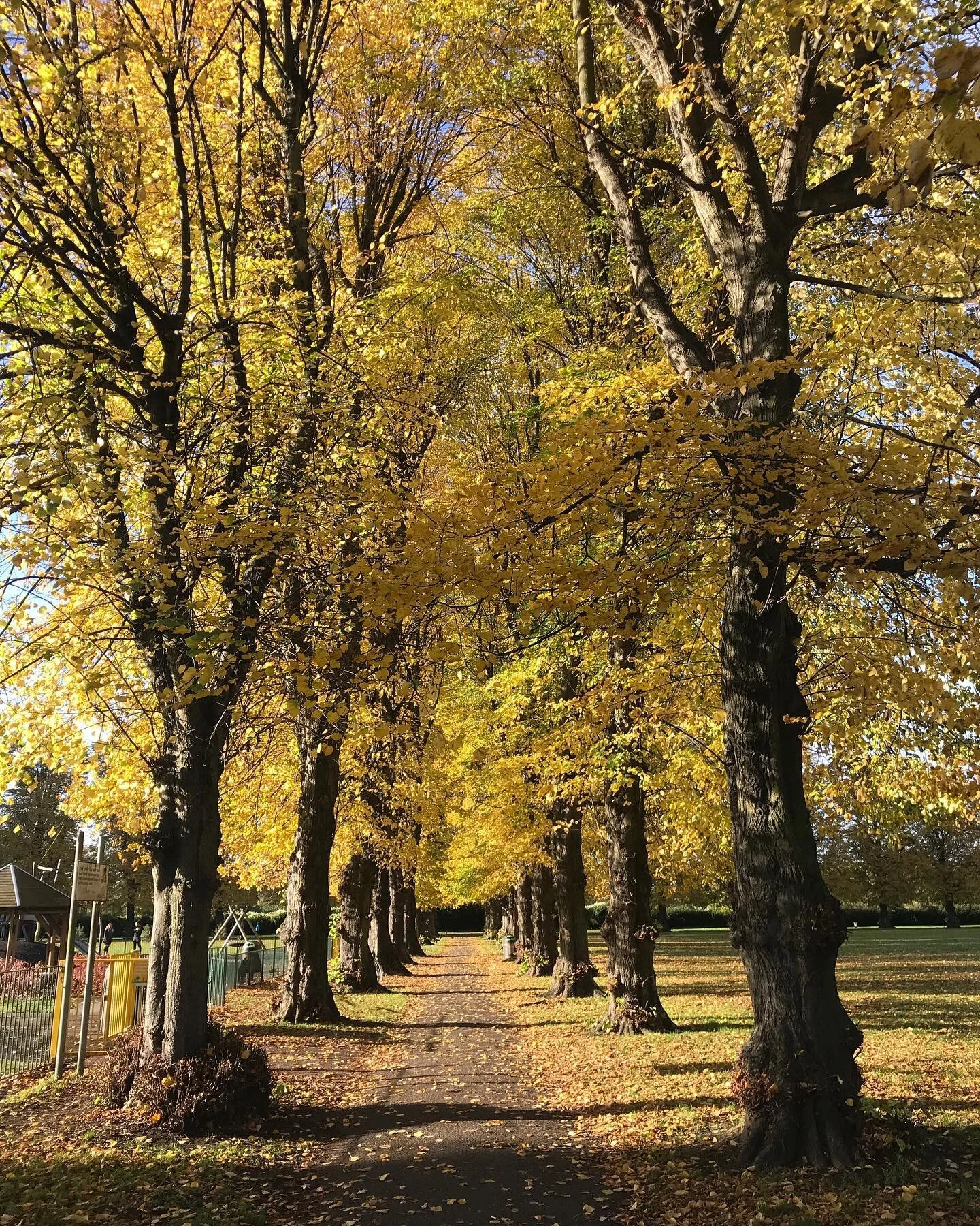 Monday Morning Pre Work Walks 💛